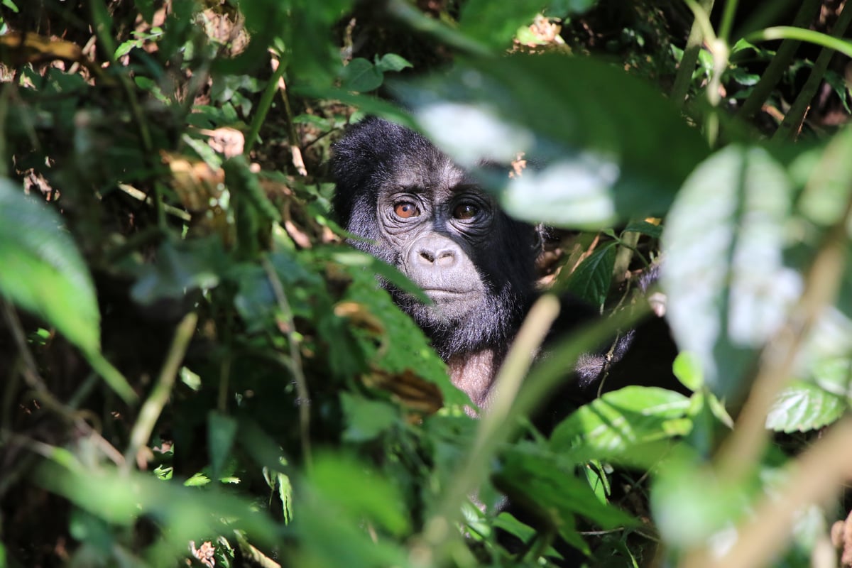 mountain gorilla