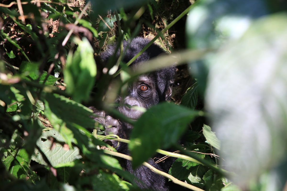 baby mountain gorilla