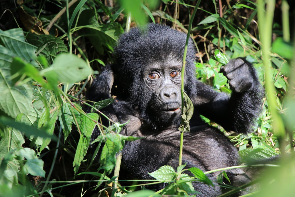 baby mountain gorilla