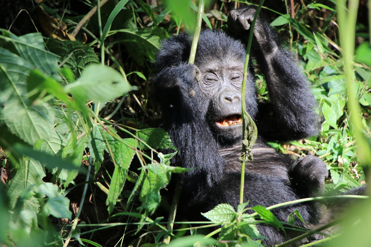 baby mountain gorilla