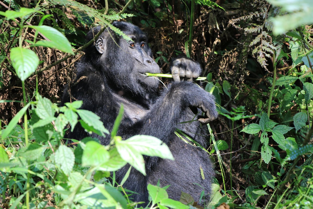mountain gorilla