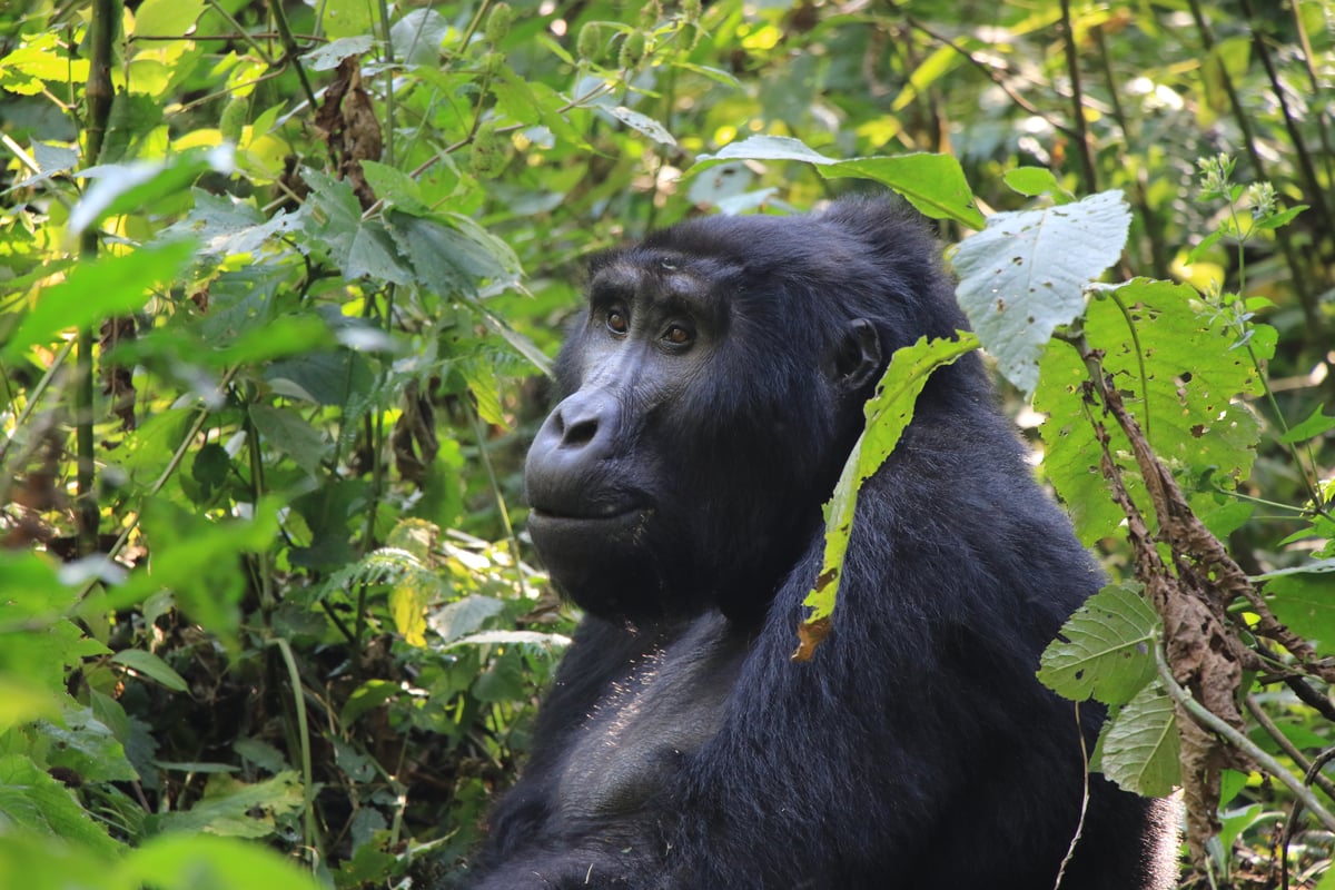 mountain gorilla