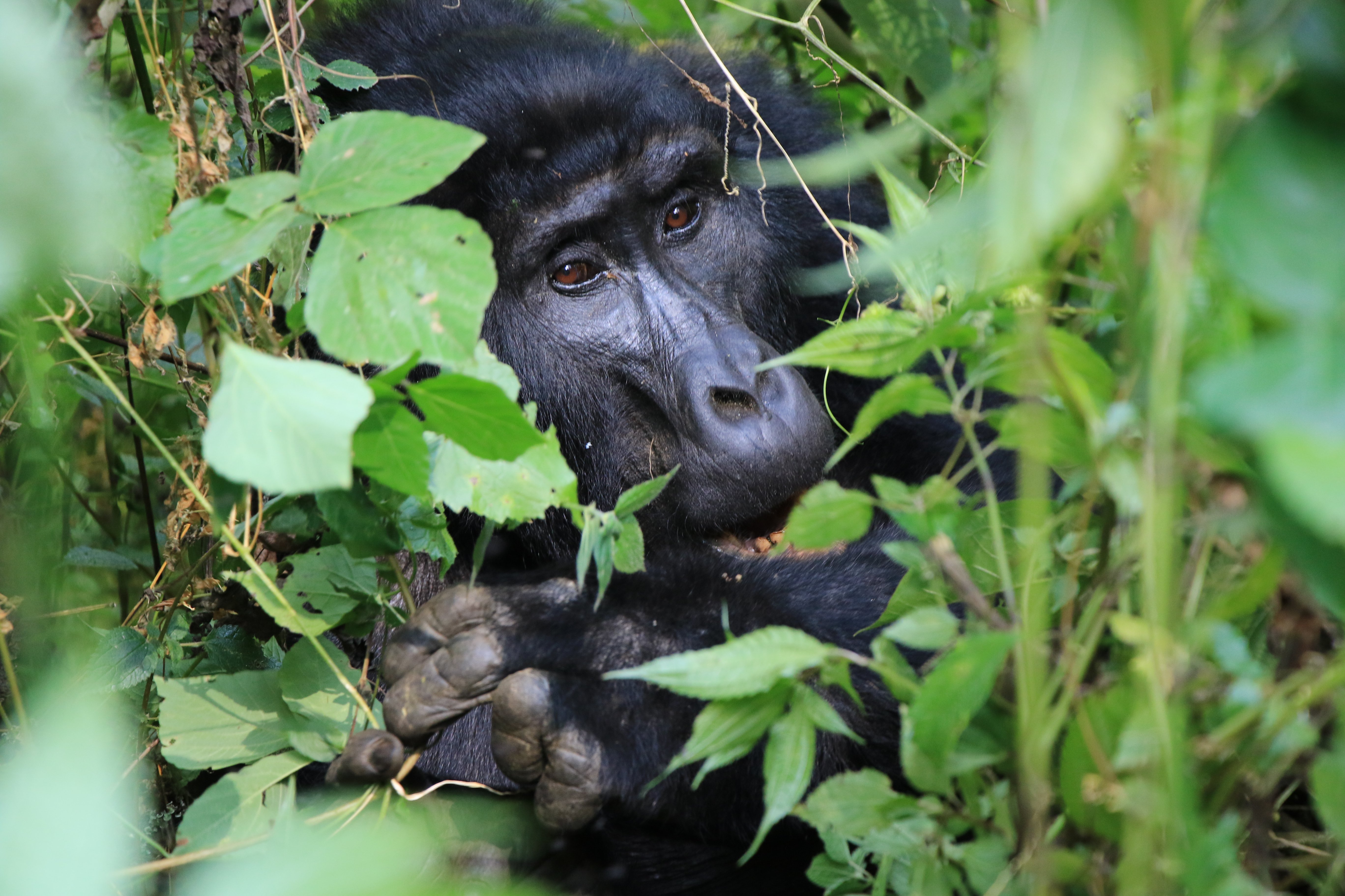 mountain gorilla