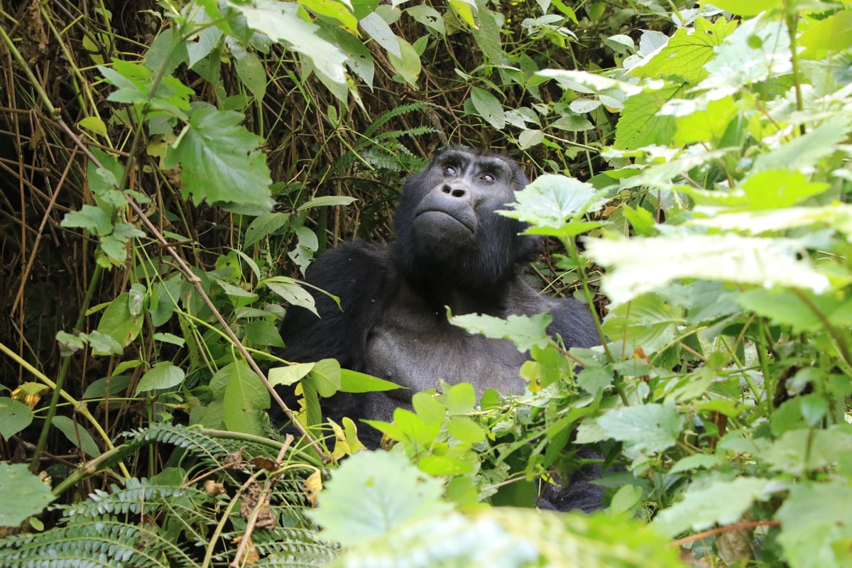 mountain gorilla