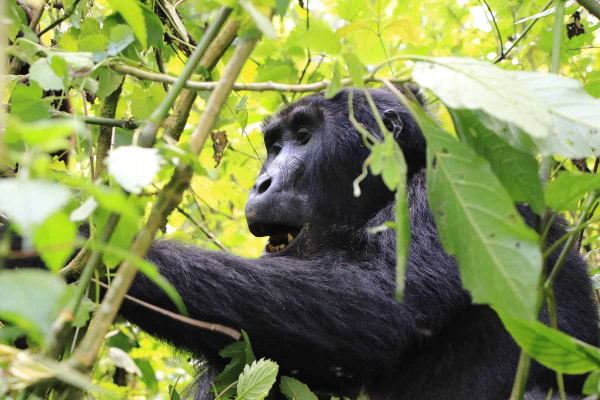 mountain gorilla