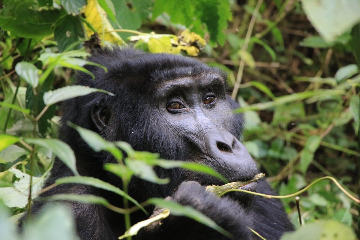 mountain gorilla