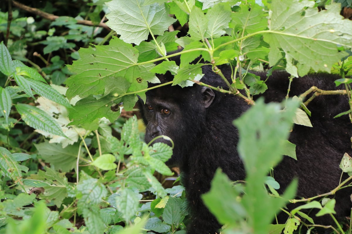 mountain gorilla