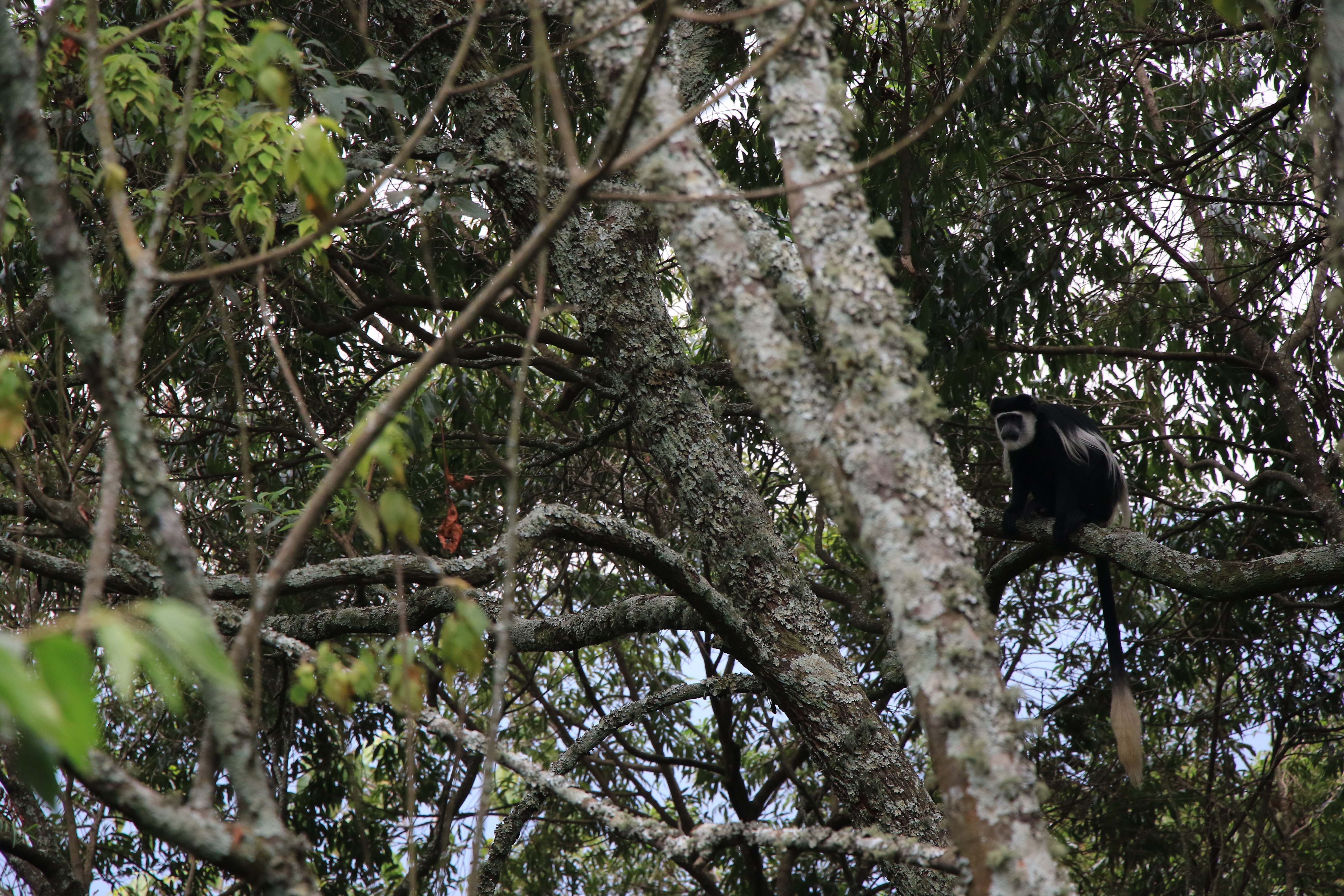 black and white colobus monkey