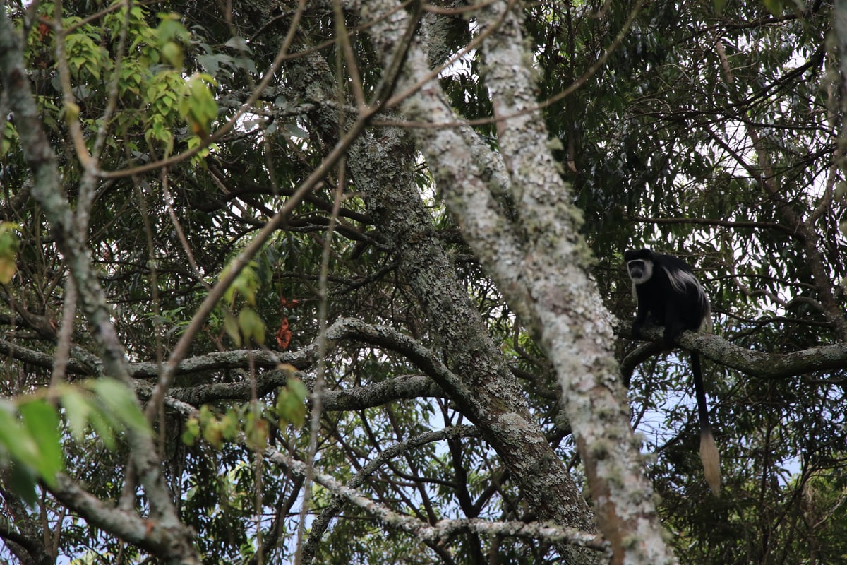 black and white colobus monkey