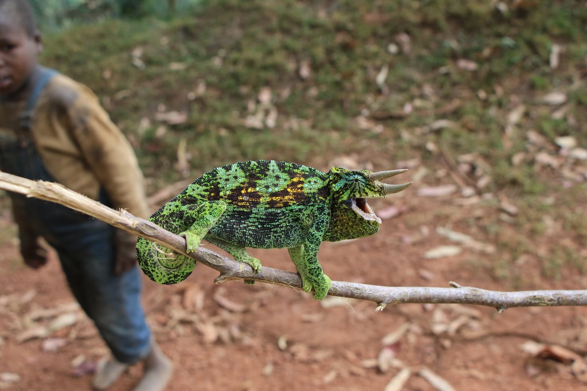 rhinoceros chameleon