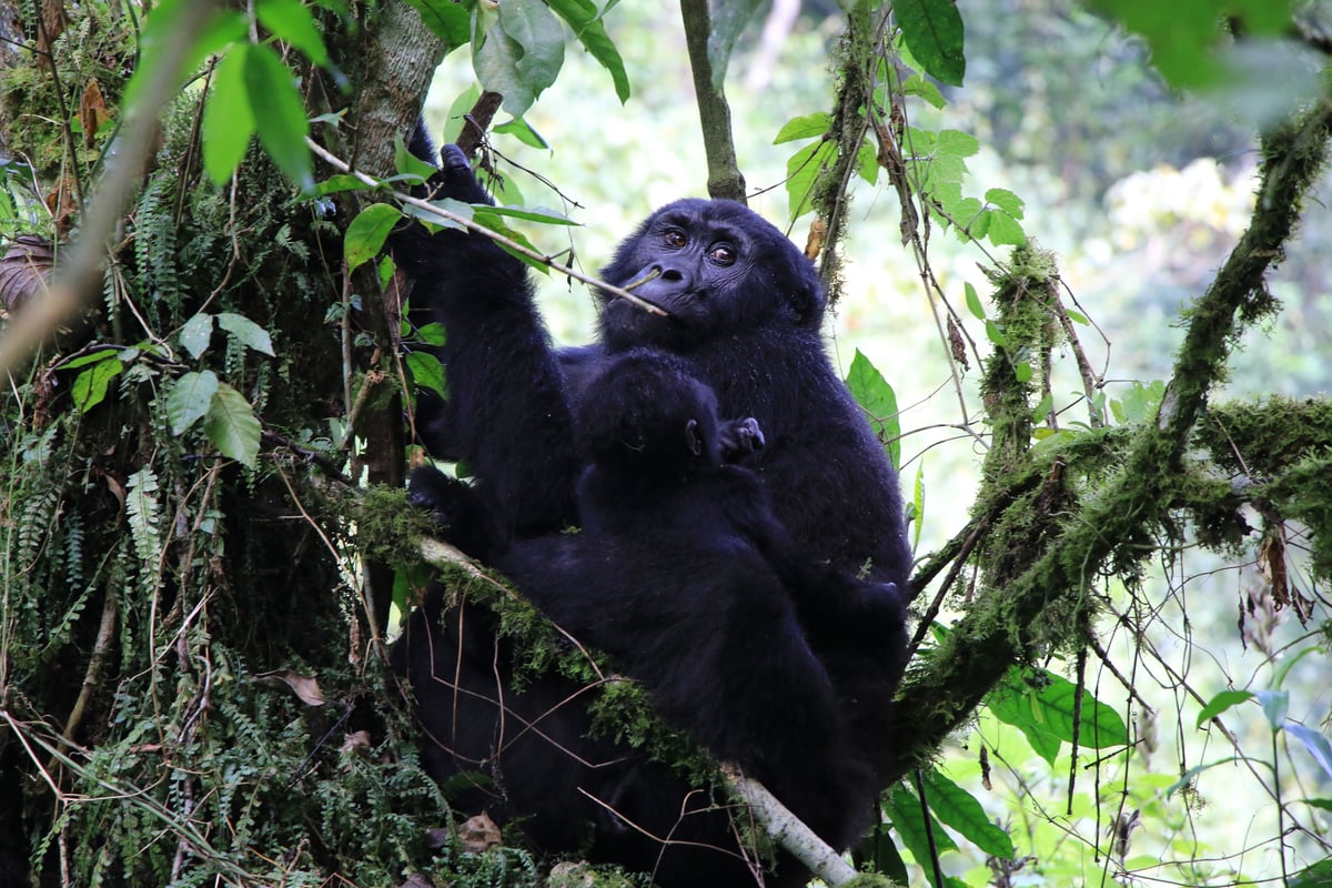mountain gorilla and baby (day 2)