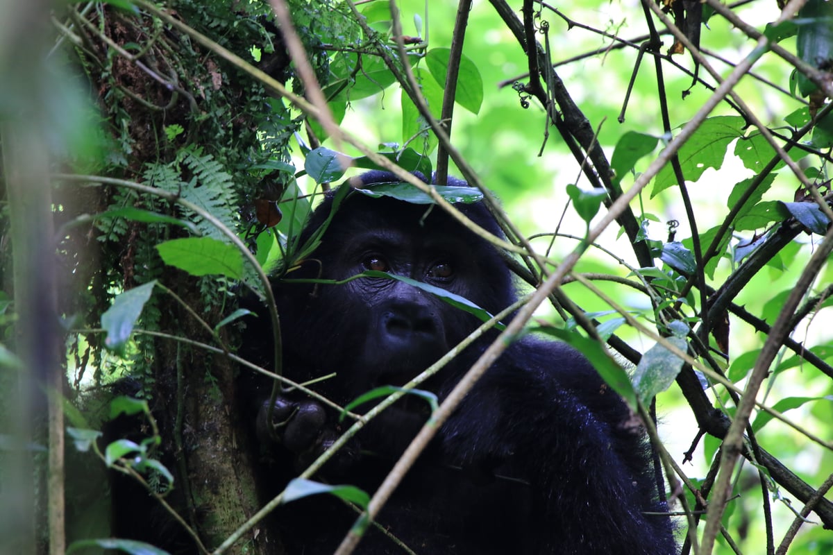 mountain gorilla (day 2)