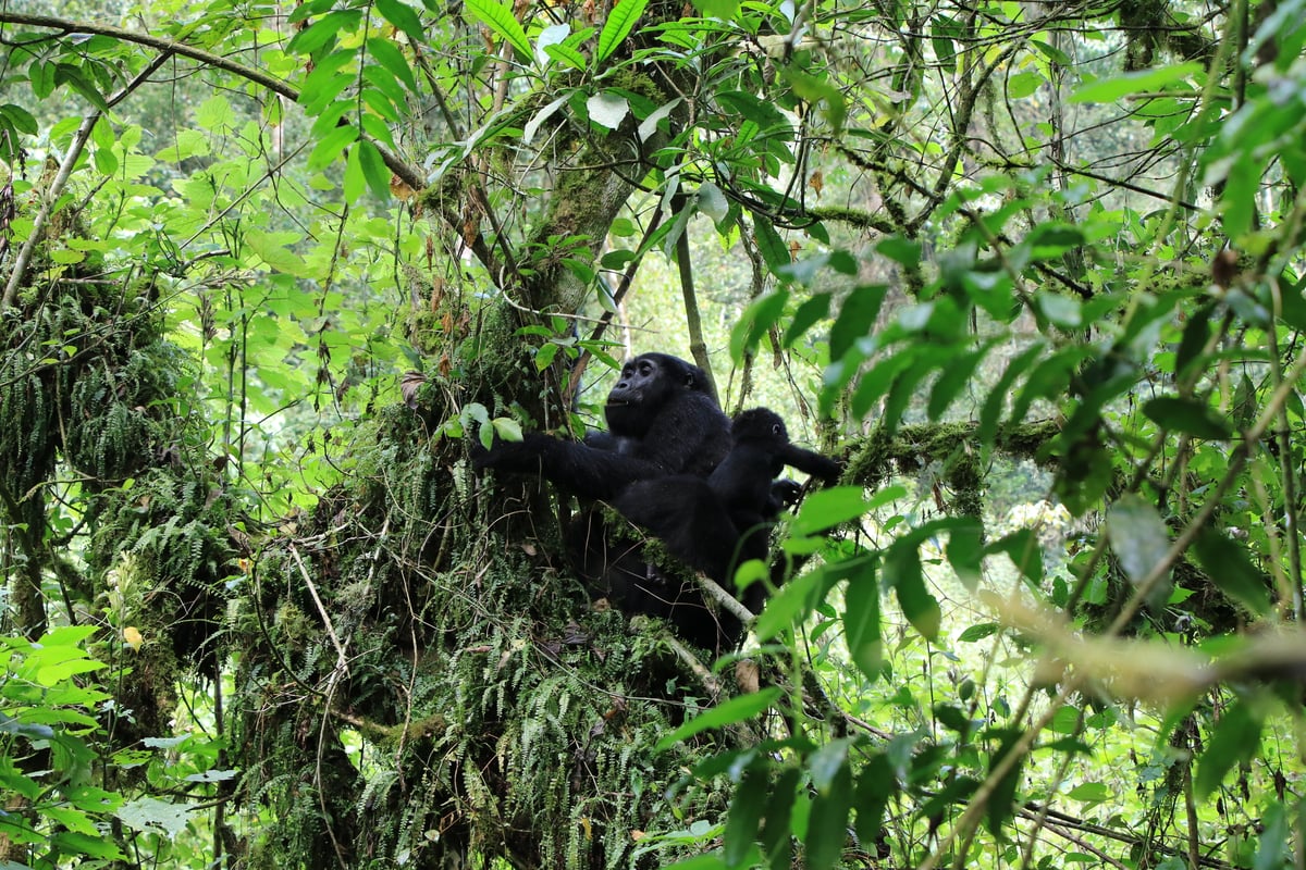 mountain gorilla and baby (day 2)