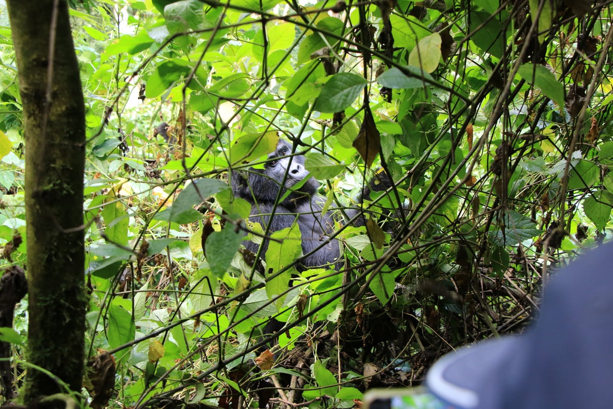 mountain gorilla (day 2)