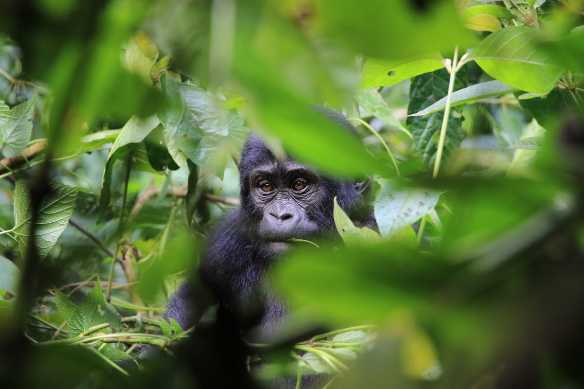 mountain gorilla (day 2)