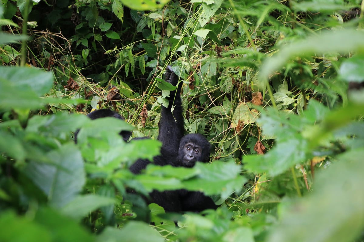 mountain gorilla and baby (day 2)