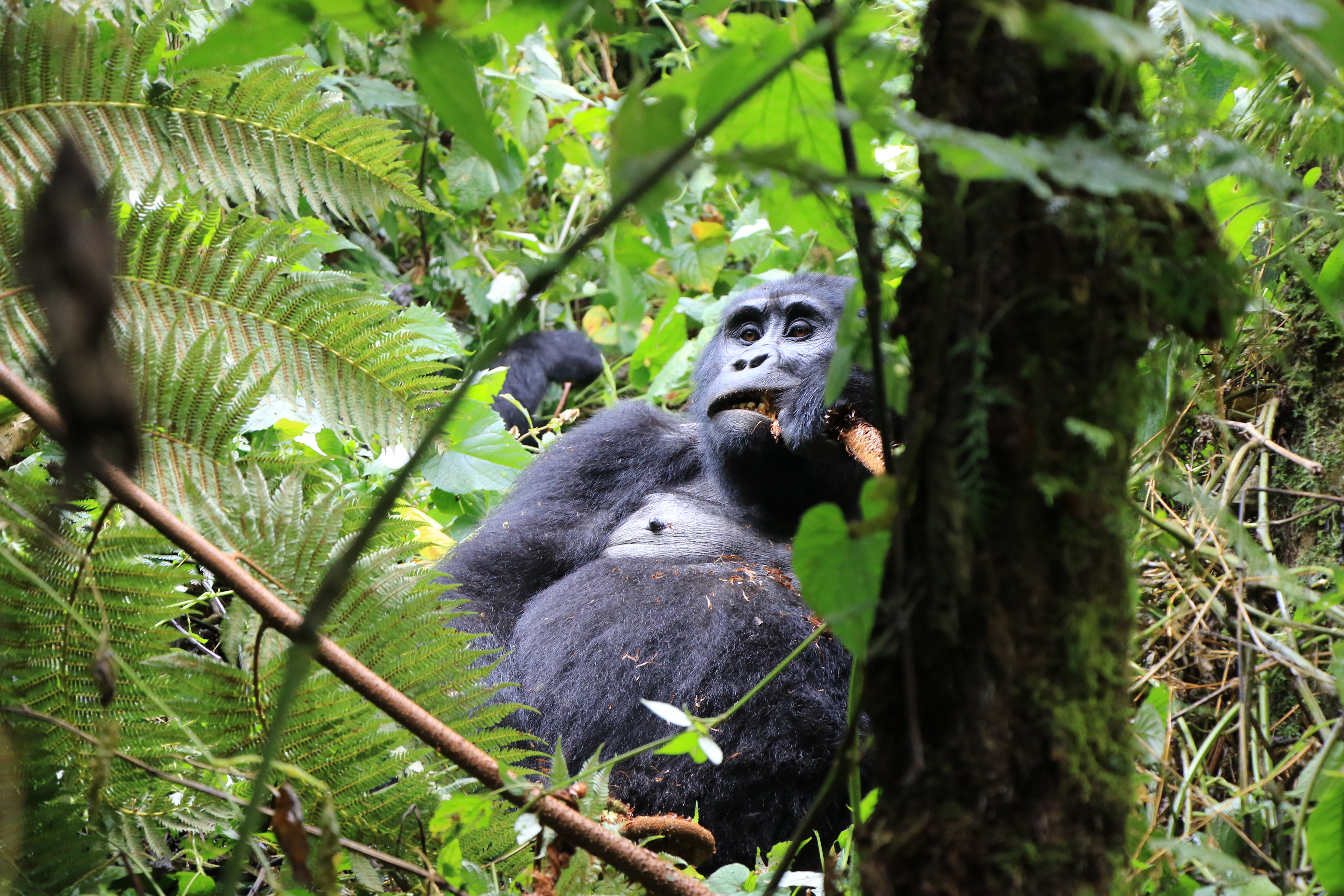 mountain gorillas (day 2)