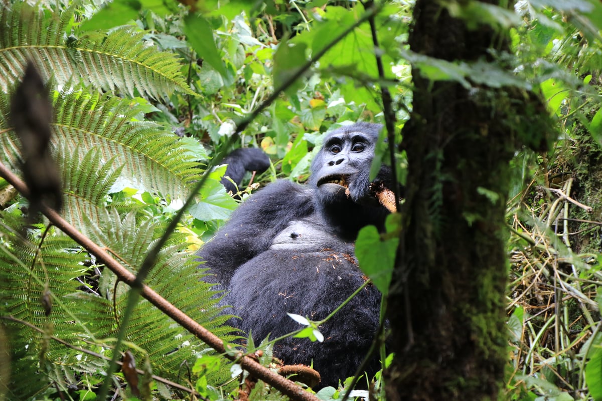 mountain gorillas (day 2)