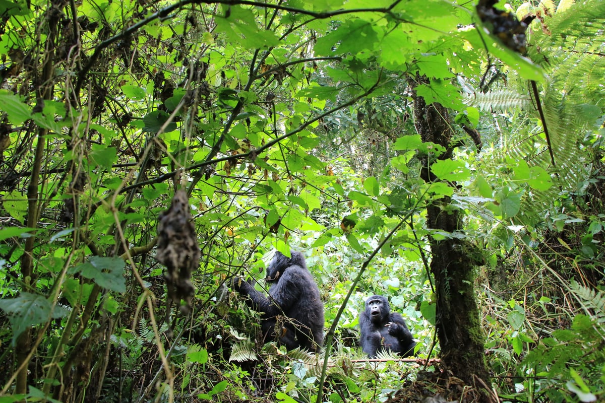 mountain gorillas (day 2)