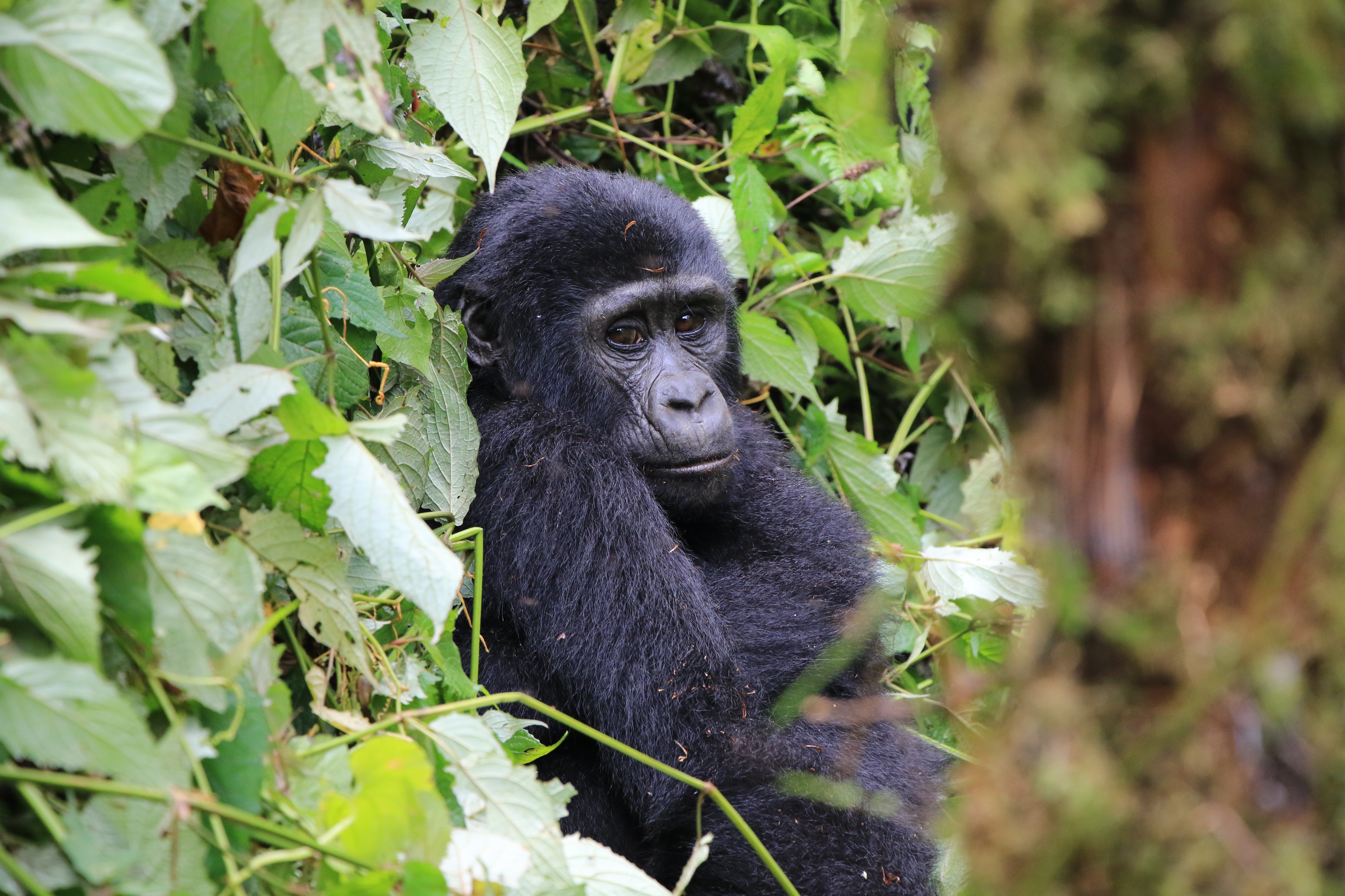 mountain gorilla (day 2)