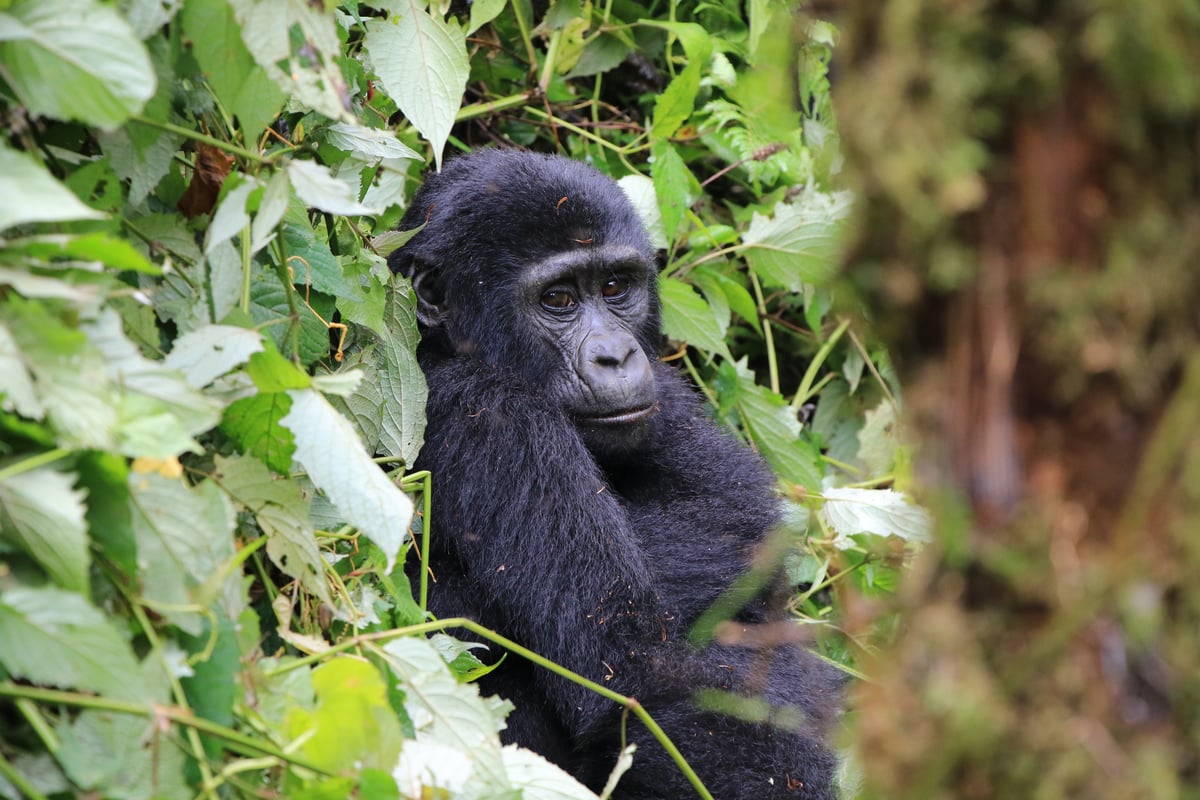 mountain gorilla (day 2)