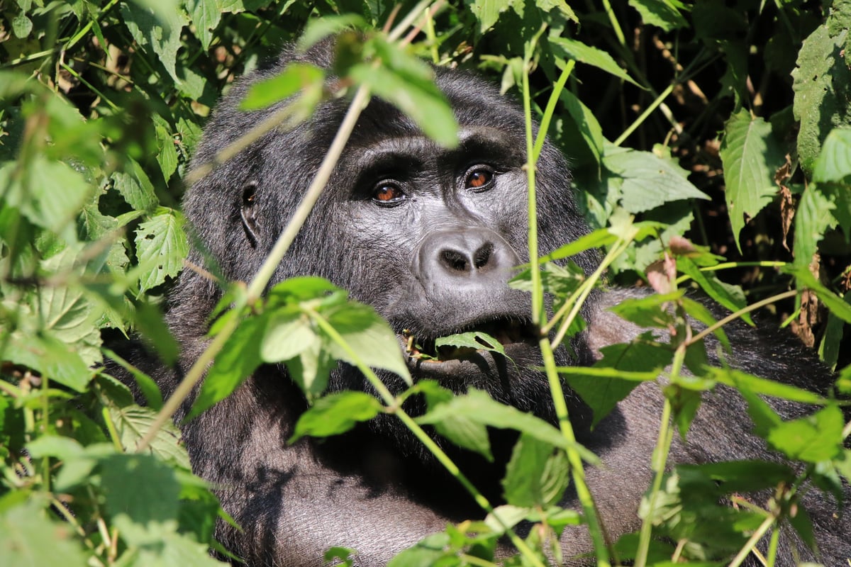 silverback mountain gorilla (day 2)
