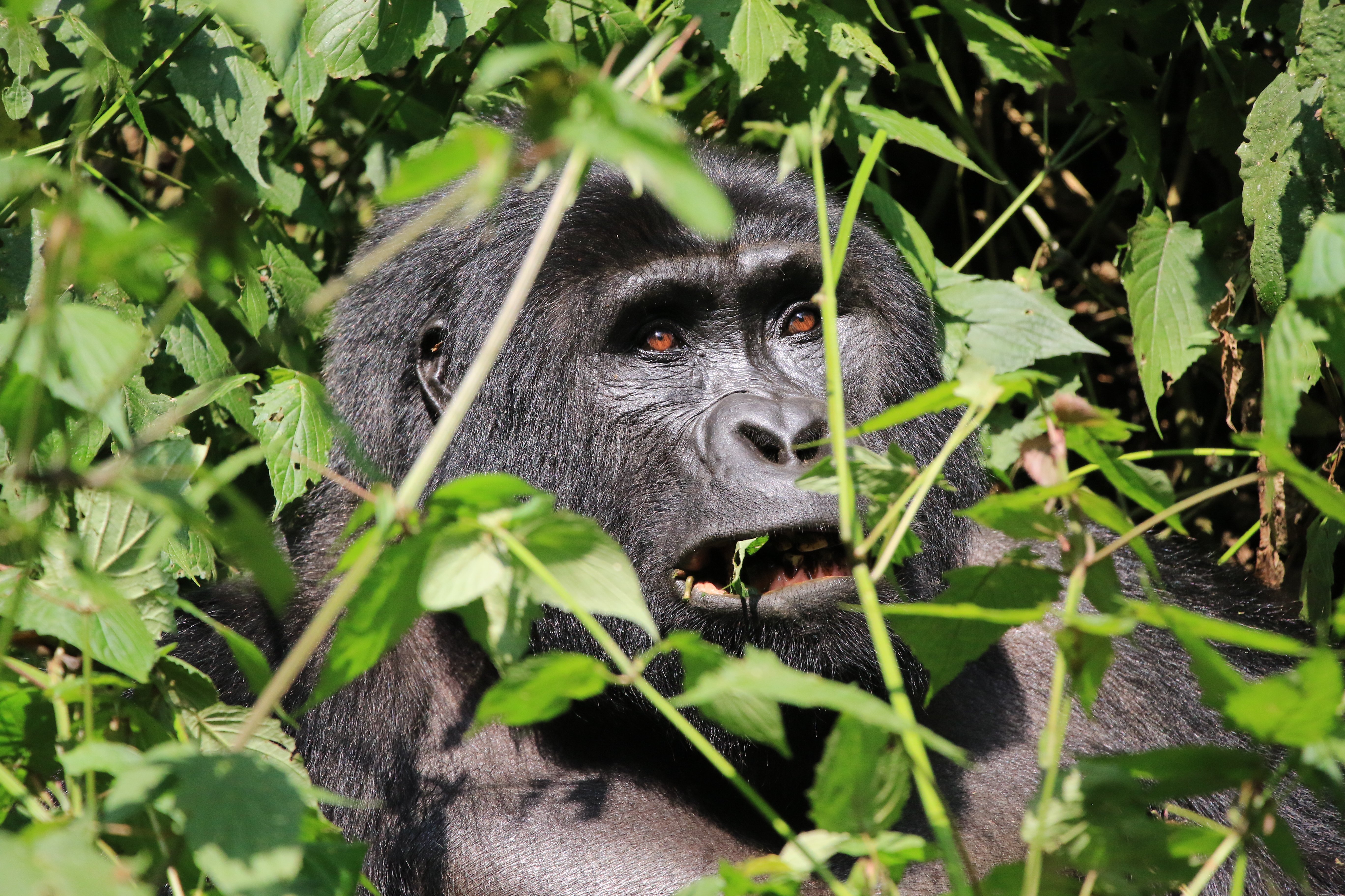 silverback mountain gorilla (day 2)