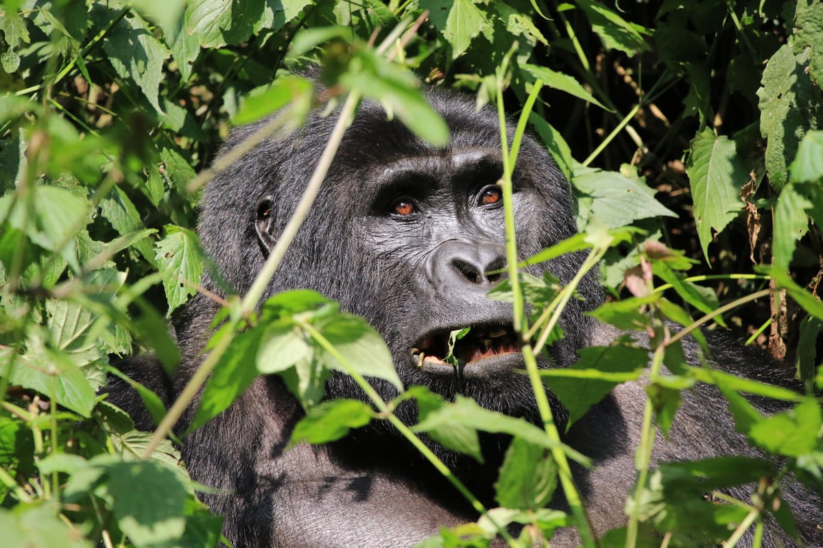 silverback mountain gorilla (day 2)