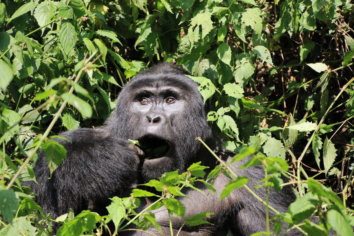silverback mountain gorilla (day 2)