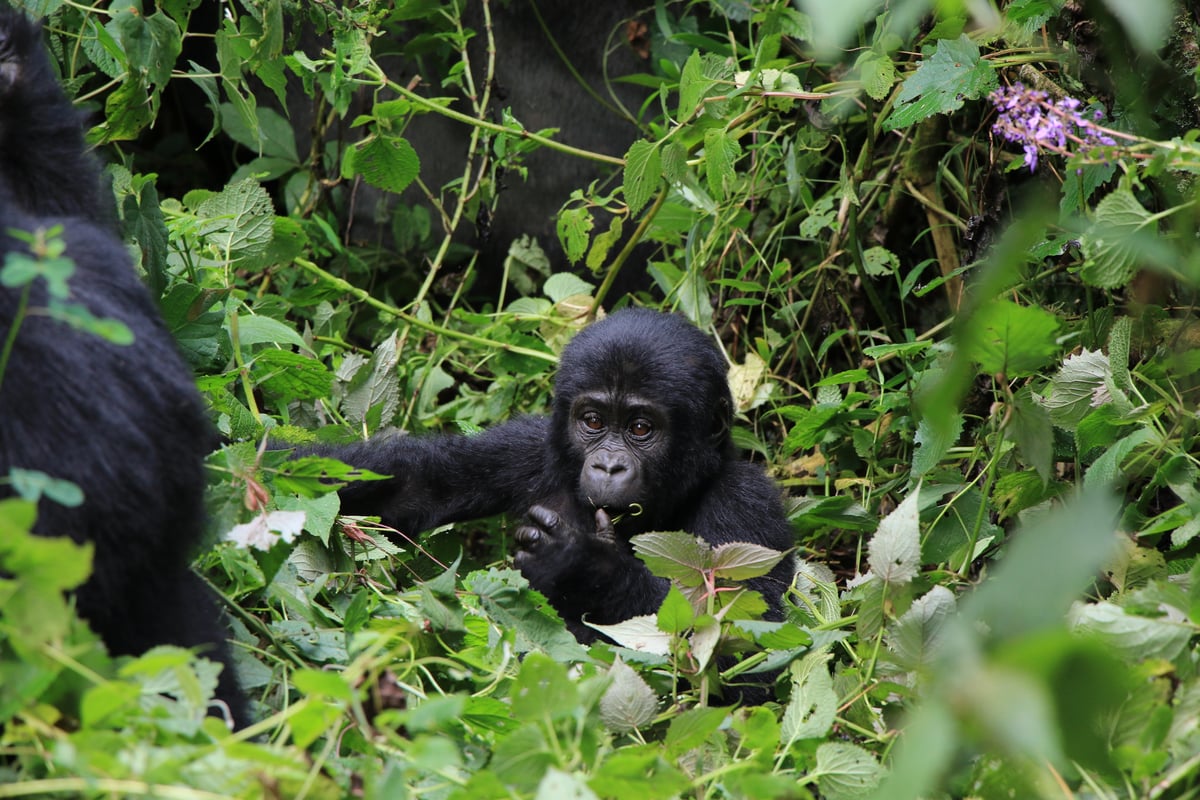 baby mountain gorilla (day 2)