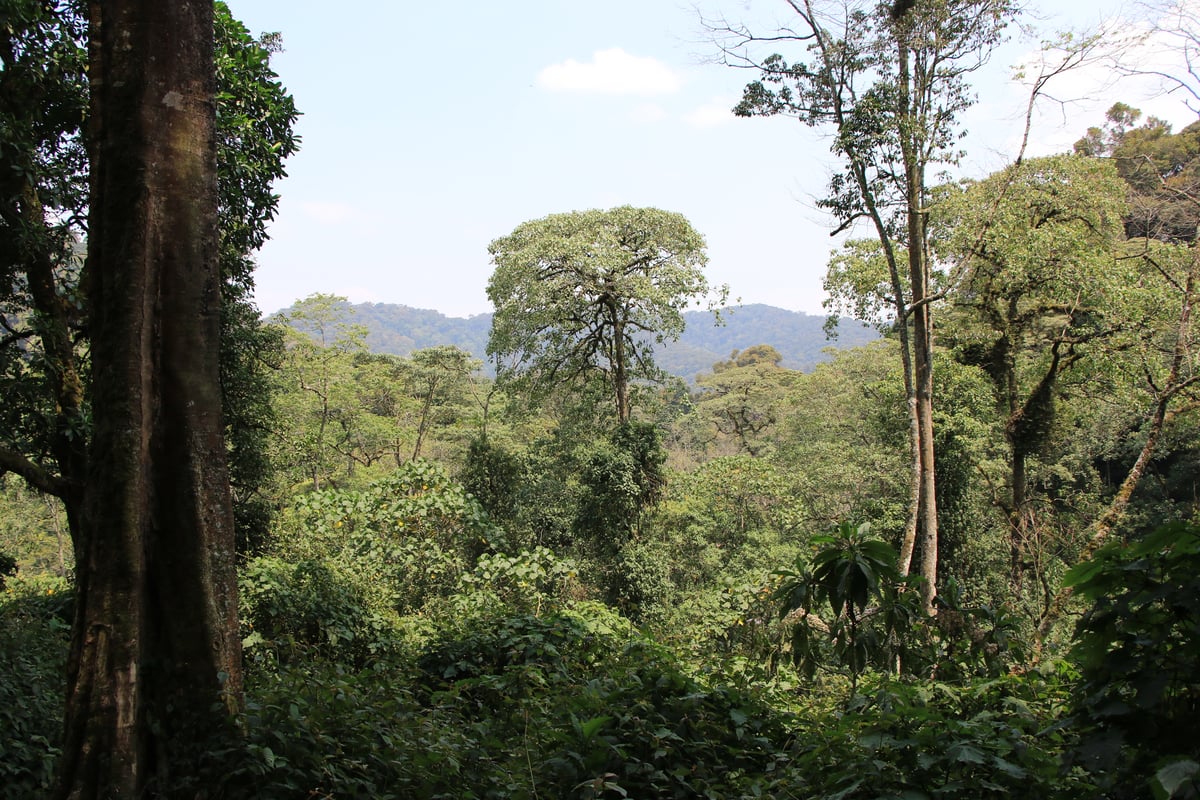 bwindi impenetrable national park