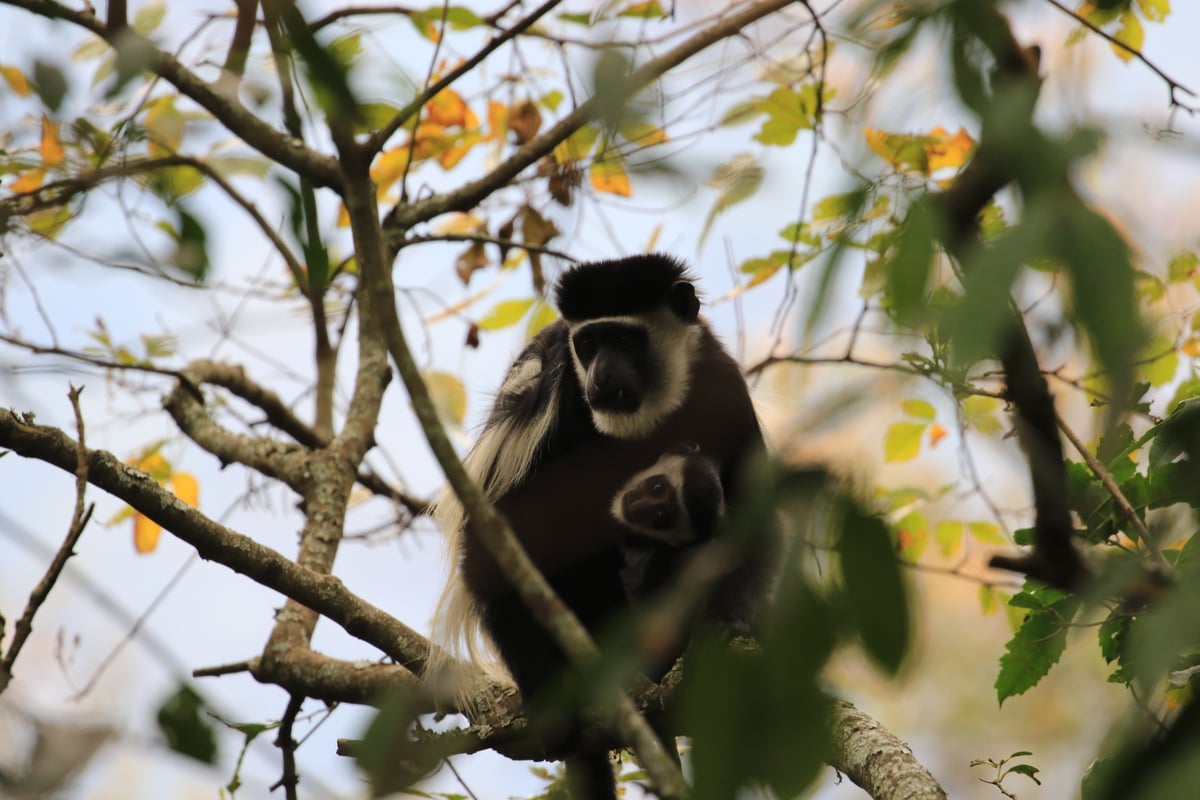 black and white colobus monkey