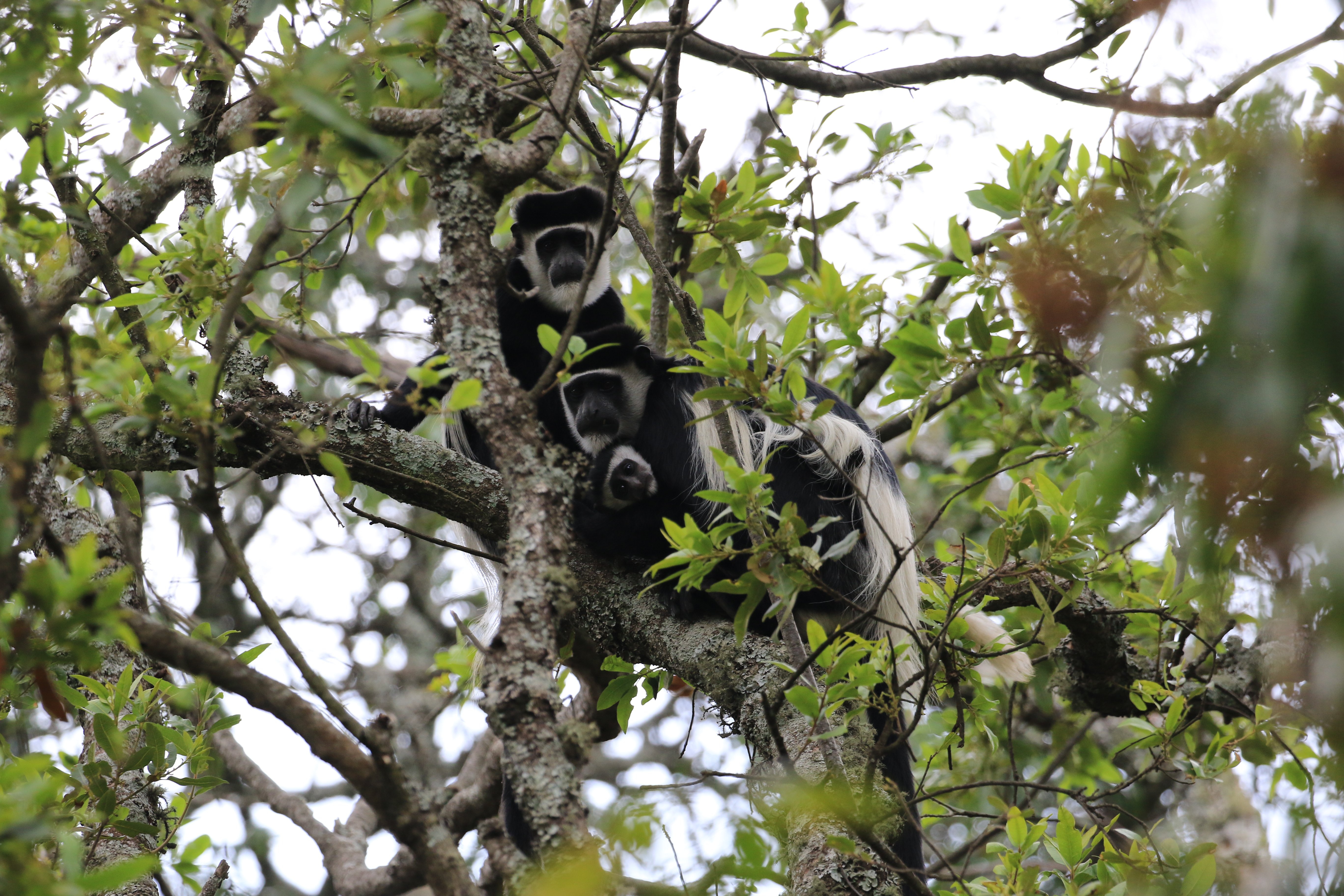black and white colobus monkey