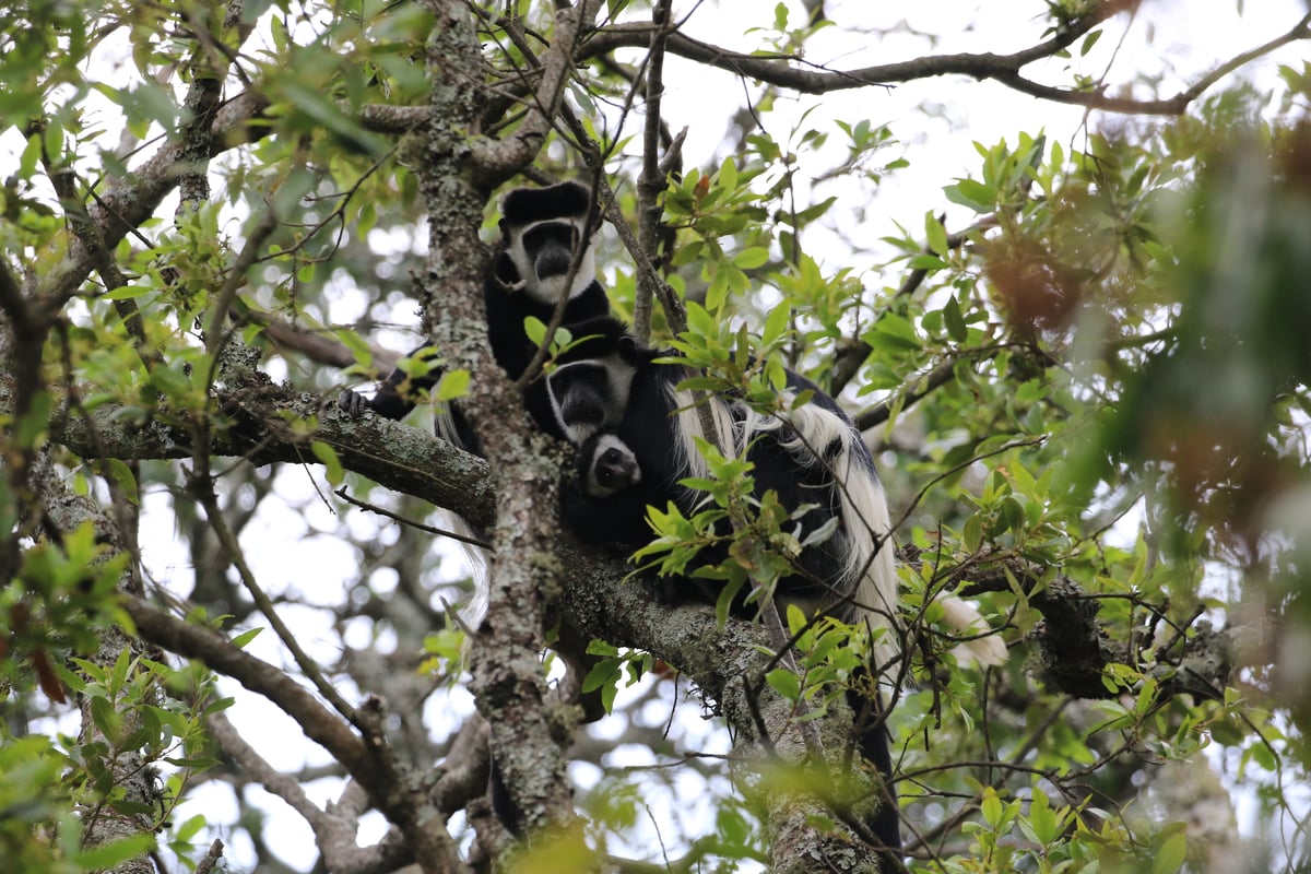 black and white colobus monkey