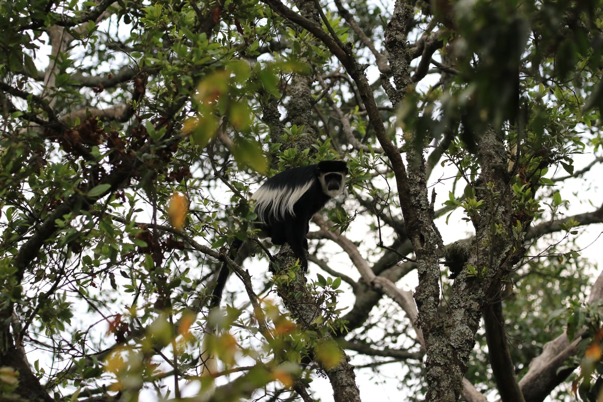 black and white colobus monkey