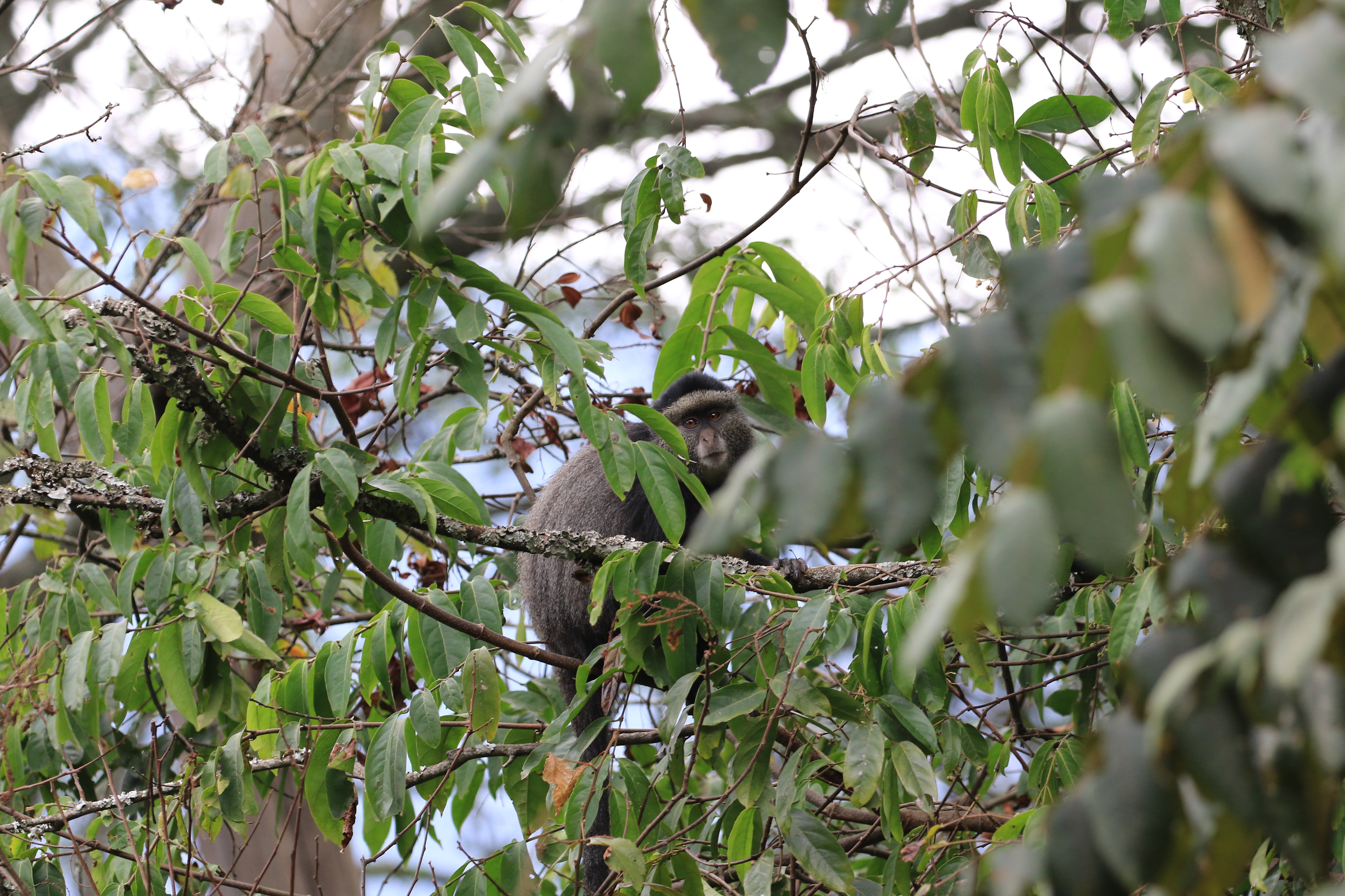 blue monkey