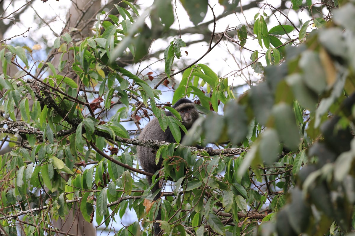 blue monkey
