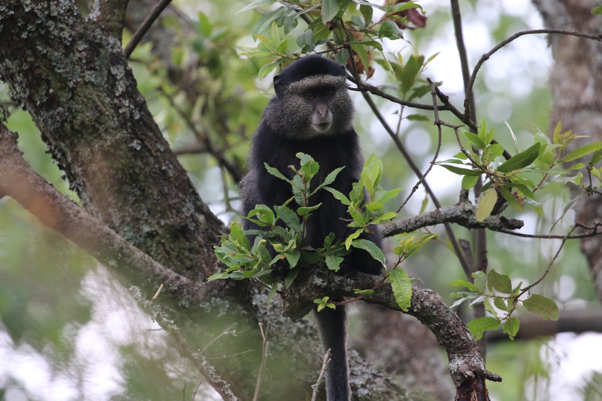 blue monkey