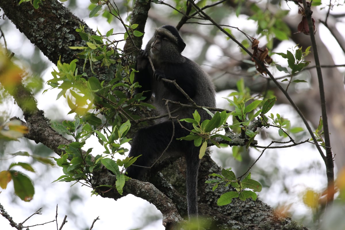 blue monkey