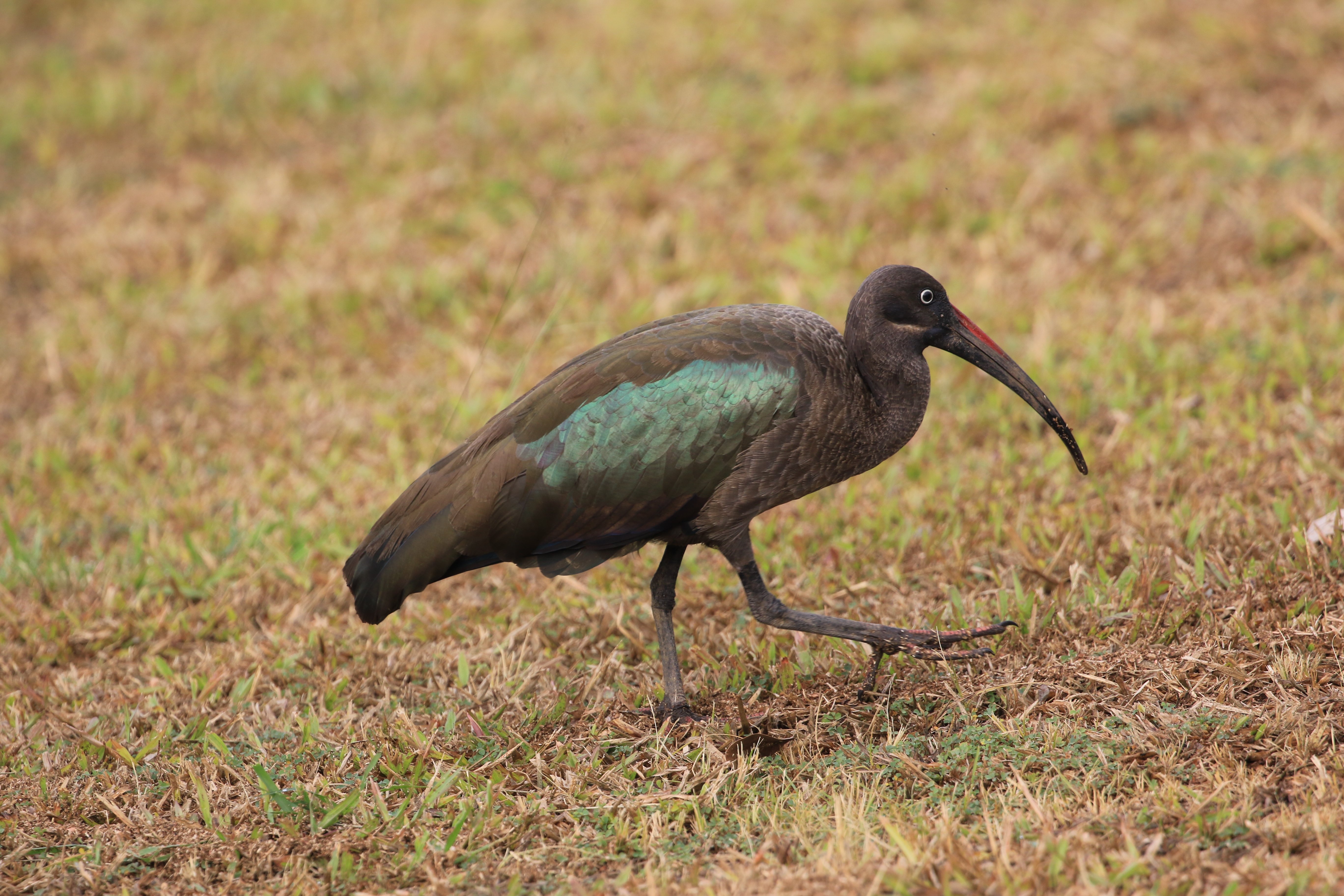 hadada ibis 