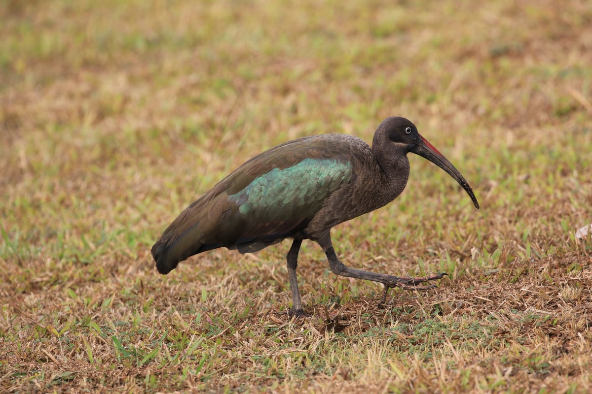 hadada ibis 