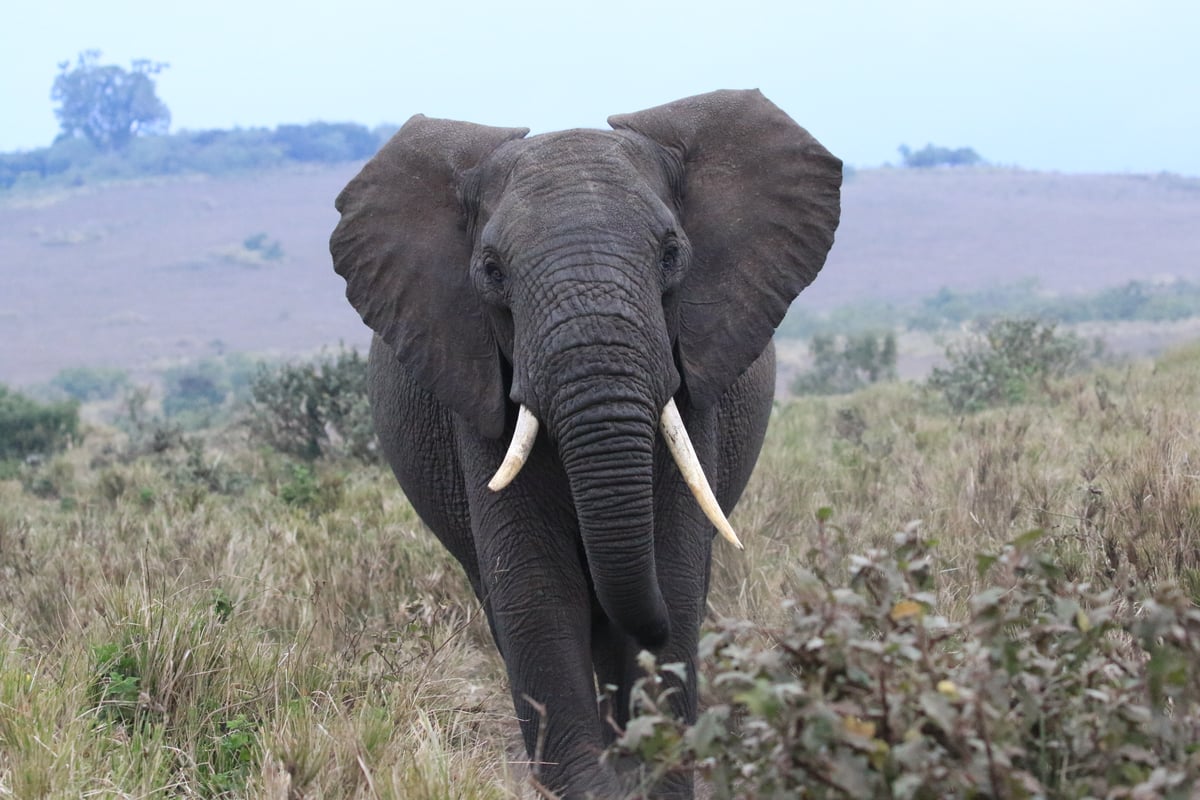 african elephant ngorongoro crater