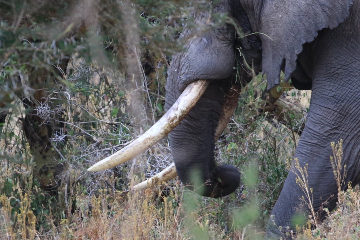 african elephant ngorongoro crater