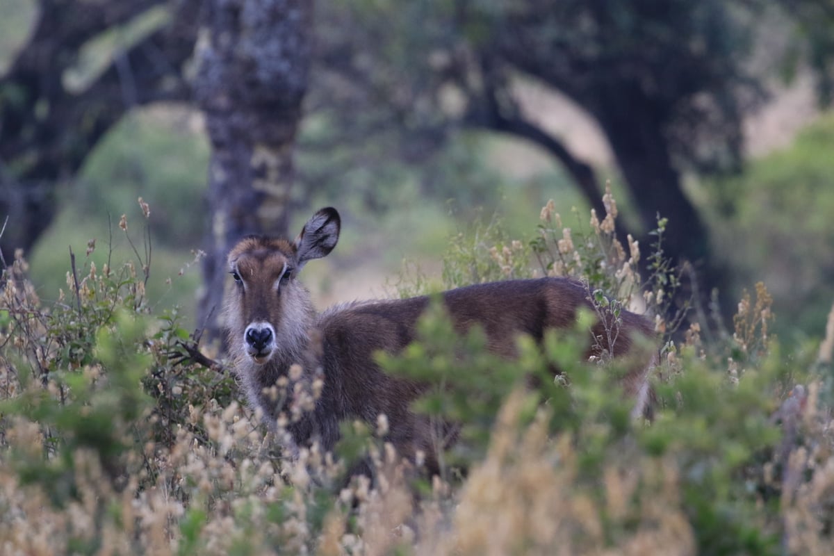 waterbuck ngorongoro crater