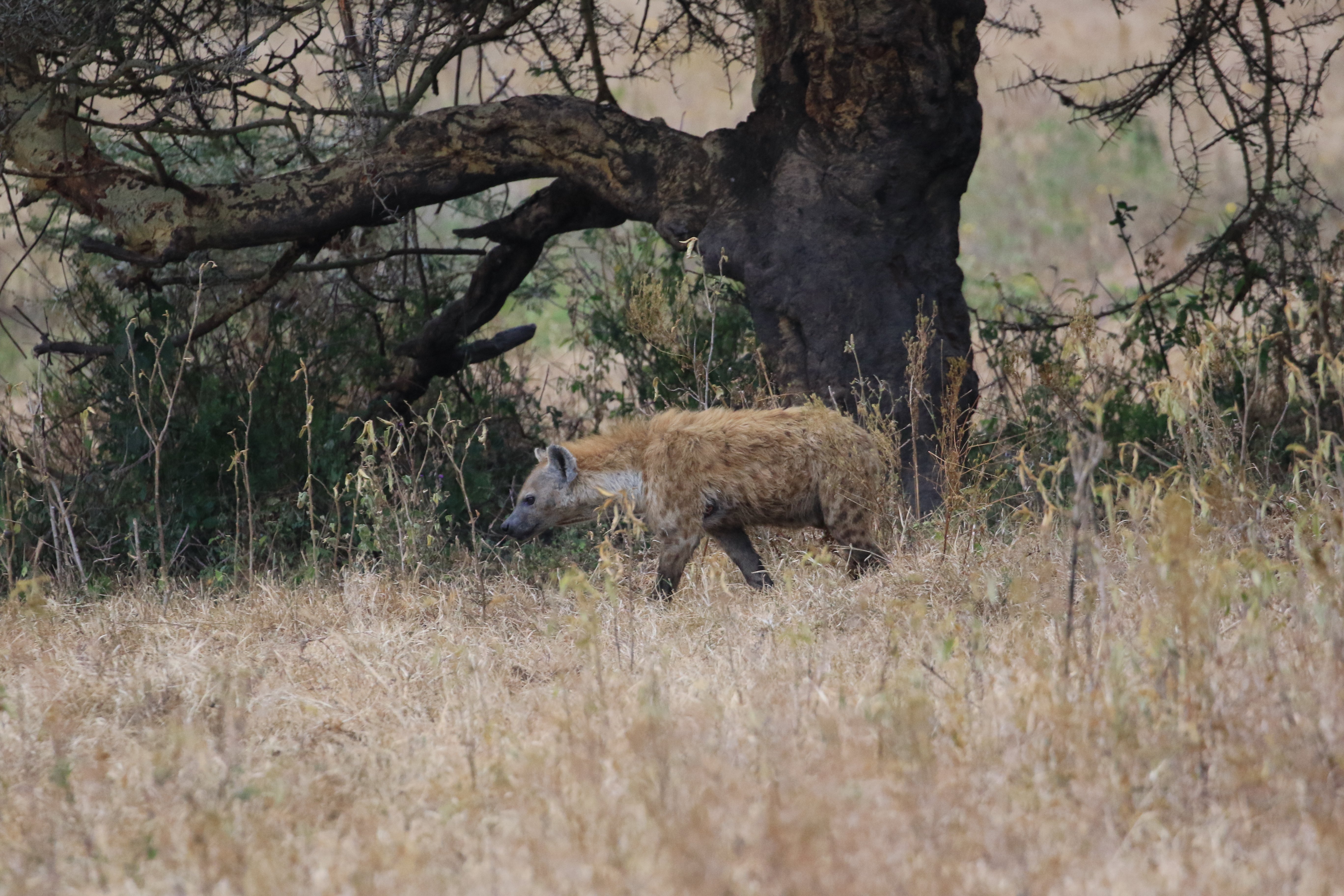 spotted hyena ngorongoro crater