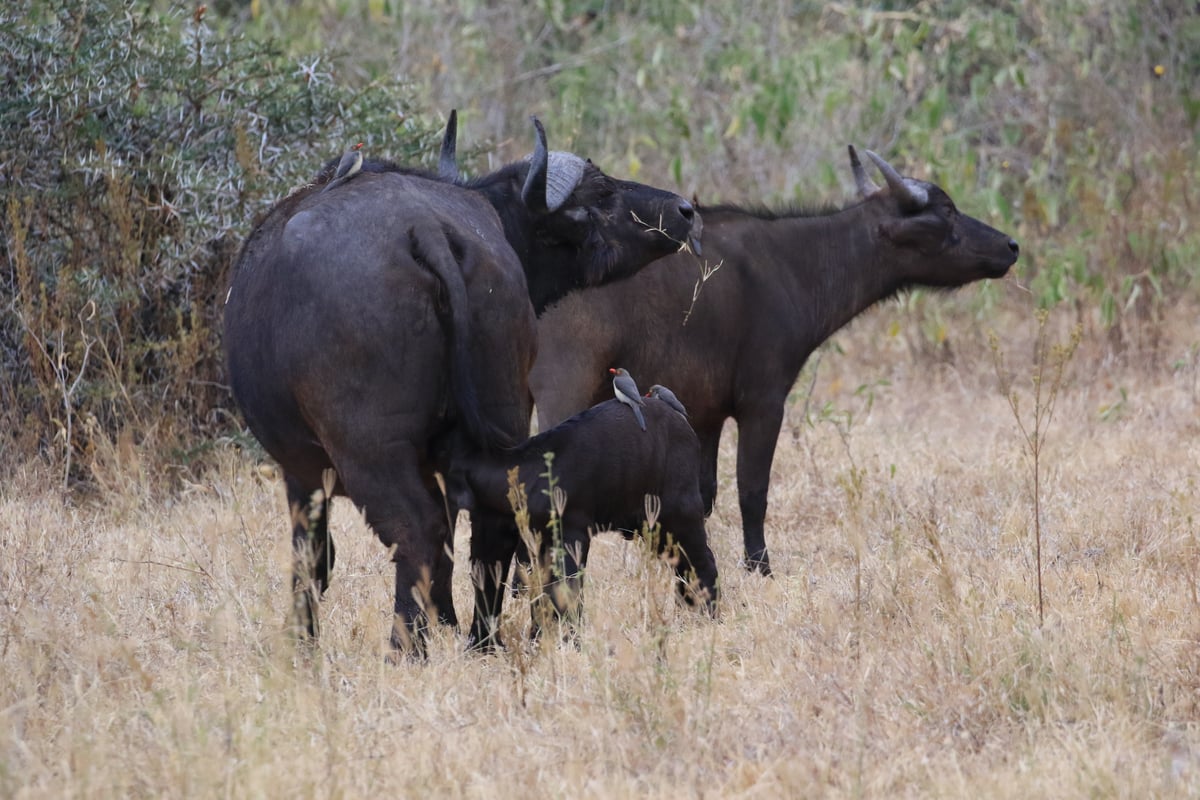 cape buffalo ngorongoro crater