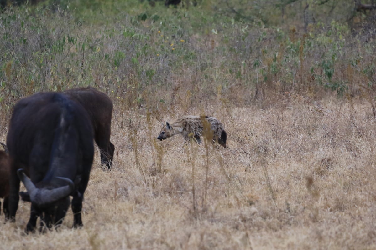 spotted hyena ngorongoro crater