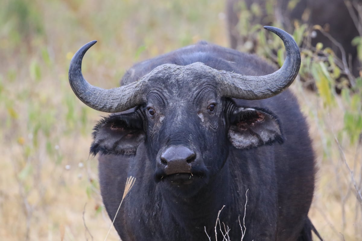 cape buffalo ngorongoro crater