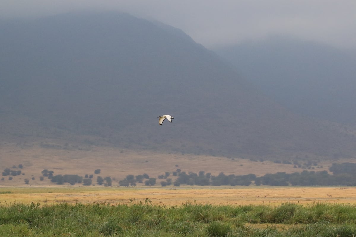 ngorongoro crater