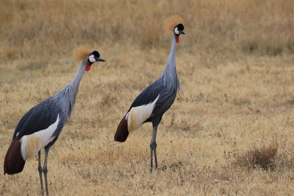 grey crowned crane ngorongoro crater